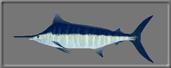 3D Blue Marlin fre rwx