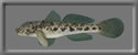 3D Goby free rwx