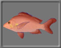 3D HumpBack RedSnapper free rwx