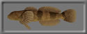 3D Cottus pollux free rwx