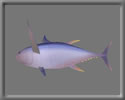 3D Yellowfin tuna free rwx