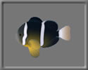 3D Amphiprion clarkii free rwx