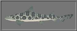 3D Leopard Shark free rwx