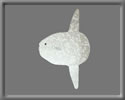 3D Headfish free rwx