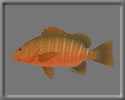 3D Mangrove Jack free rwx