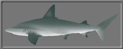 3D Shark Carcharhinus free rwx