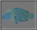 3D Napolean free rwx