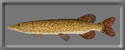 3D Northern Pike free rwx