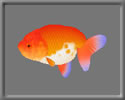 3D Lion Head goldfish free rwx