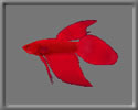 3D Red Betta free rwx