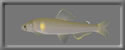 3D Sweetfish free rwx