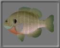 3D Bluegill free rwx