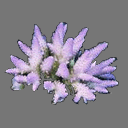 Coral Sprite rwx free