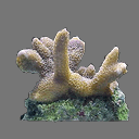 Coral Sprite rwx free