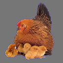 poule