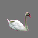 cygne blanc