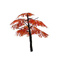 3D arbre érable