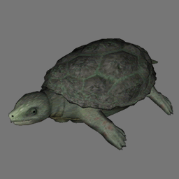 3D Turtle RWX ( RWX free )
