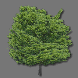 3D Tree ( free rwx )