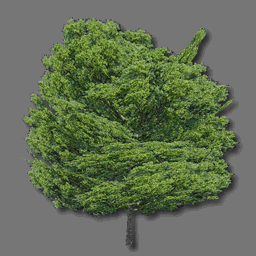 3D Arbre ( free rwx )