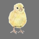 Sprite Chick ( free rwx )