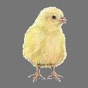 Sprite Chick ( free rwx )