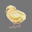 Sprite Chick ( free rwx )