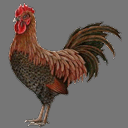Sprite Rooster ( free rwx )