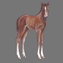 Sprite Foal ( free rwx )