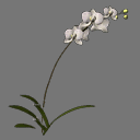 Sprite Flower ( FREE RWX )