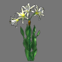 Sprite Flower ( FREE RWX )