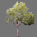 sprite tree free ( rwx free )