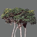 sprite tree free ( rwx free )