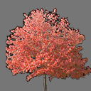 sprite tree free ( rwx free )