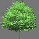 sprite tree free ( rwx free )